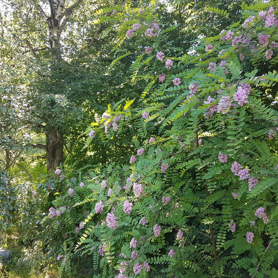 Vila Sanzila Bernatoniai Exteriör bild