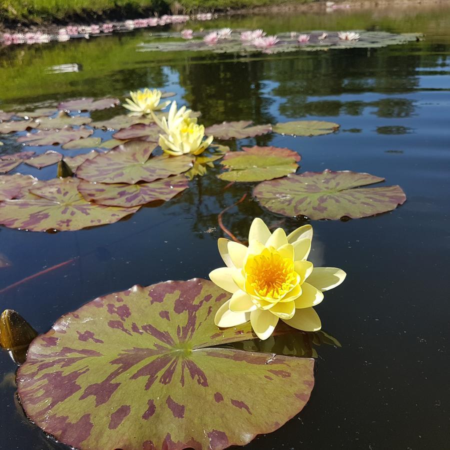 Vila Sanzila Bernatoniai Exteriör bild