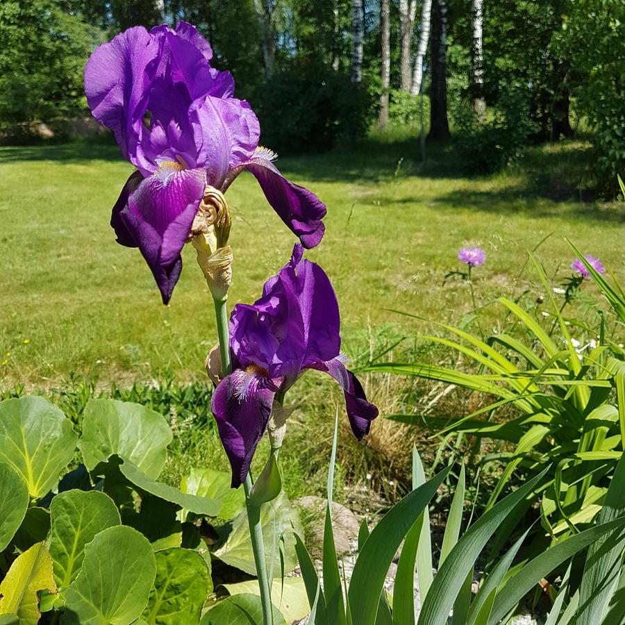 Vila Sanzila Bernatoniai Exteriör bild